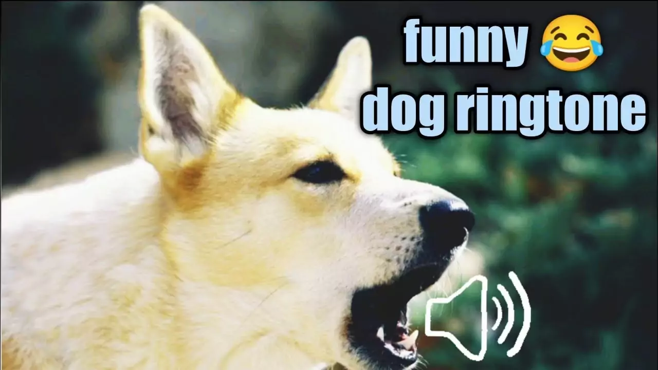 dog ringtones